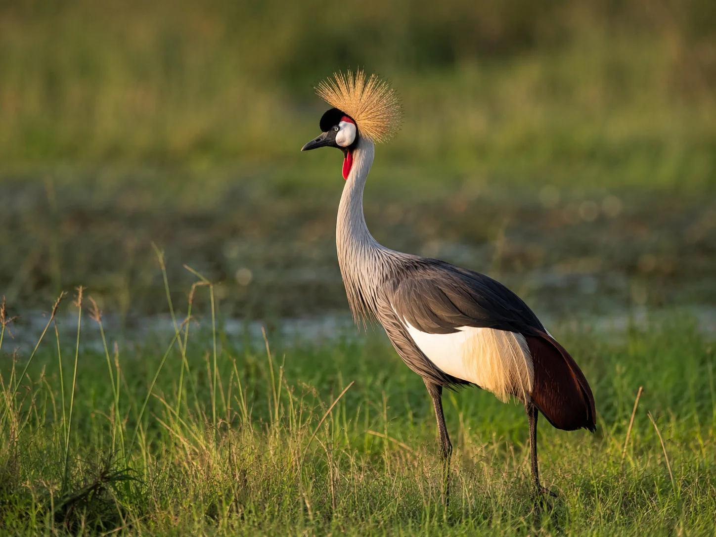 Uganda birding crowned crane