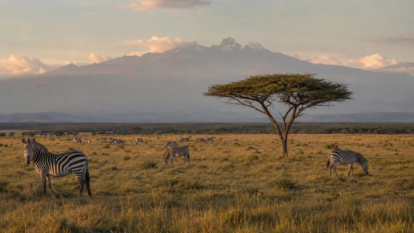 Lewa open plains