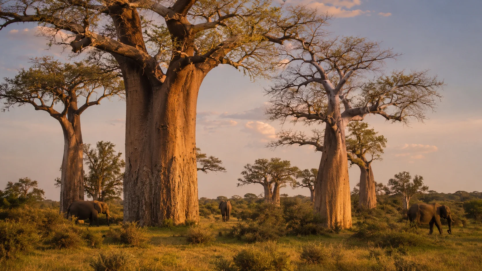 Tarangire baobab elephants