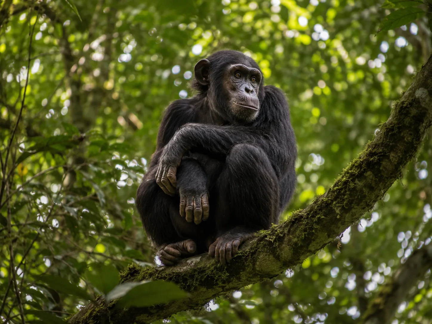Kibale chimp forest