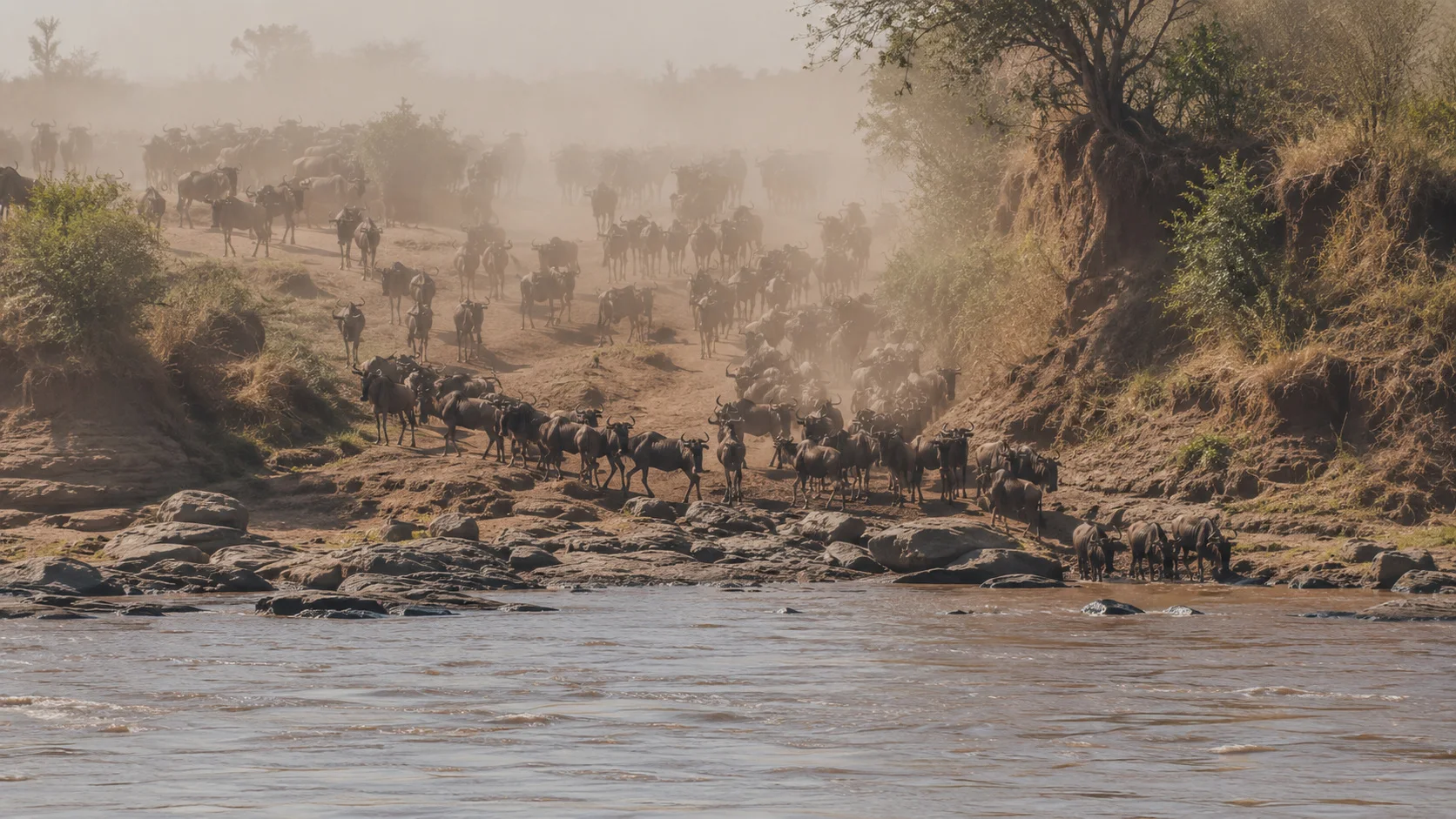 Great migration river crossing anticipation