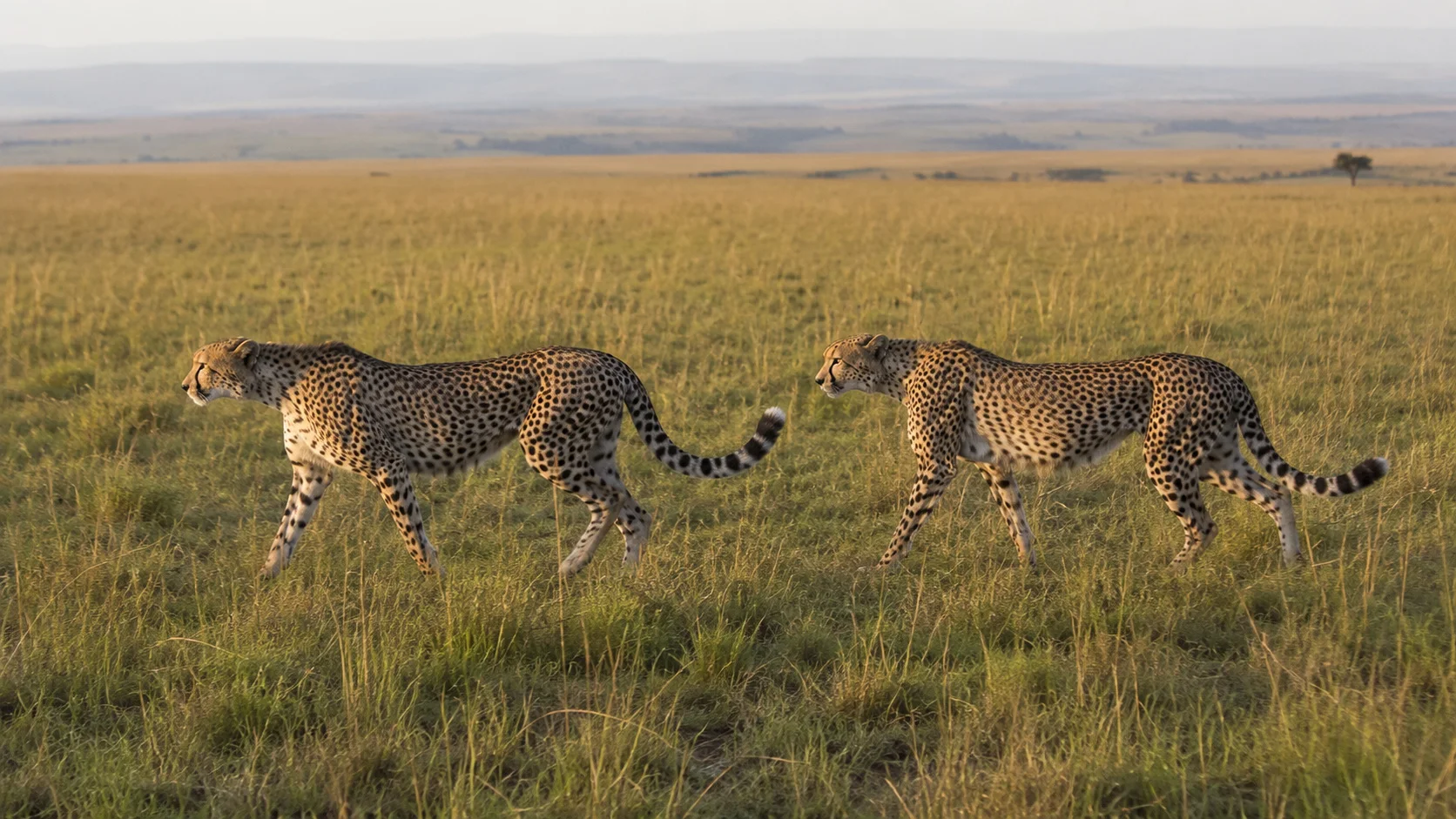 Cheetah brothers walking
