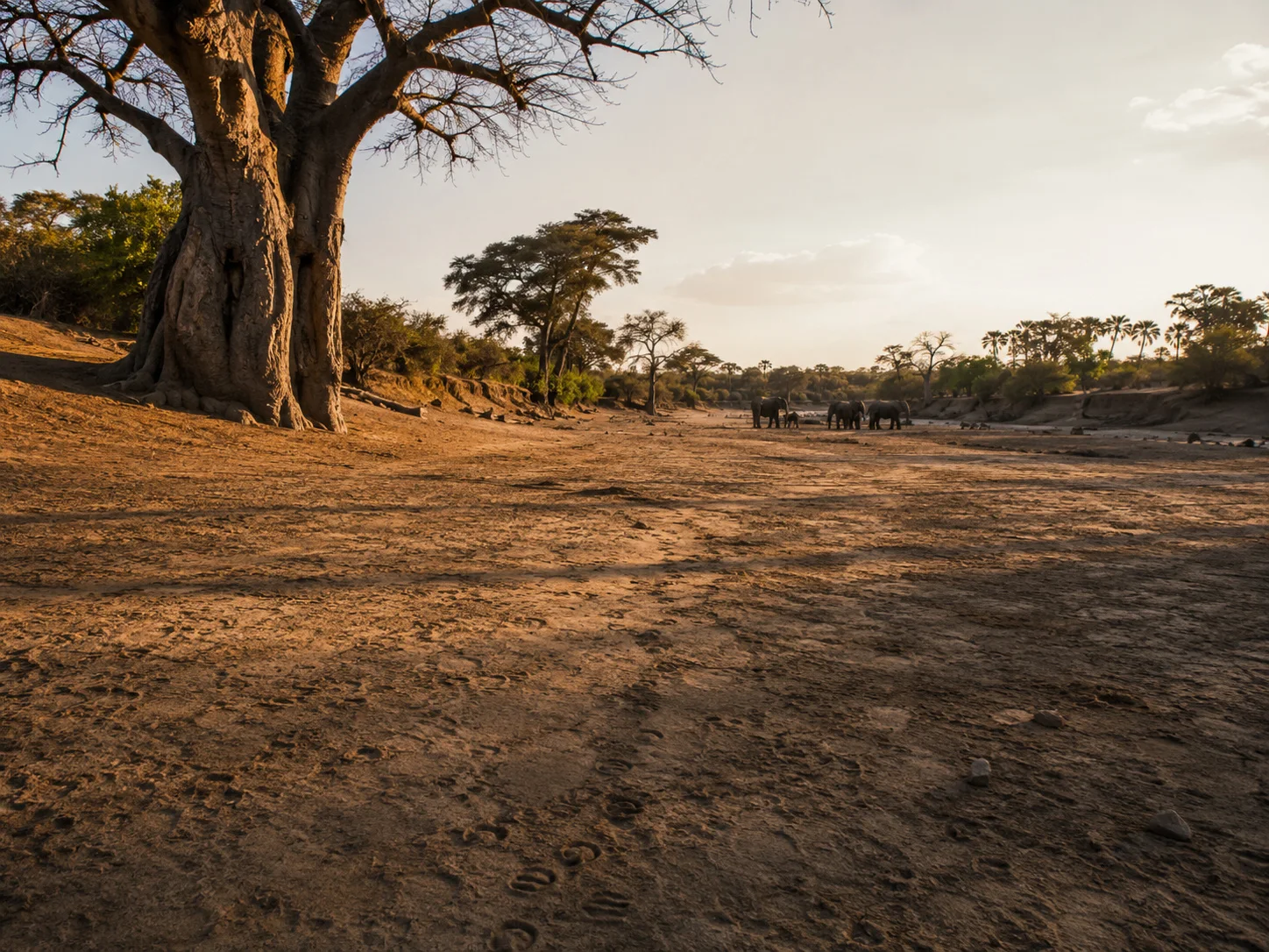 Tarangire dry riverbed