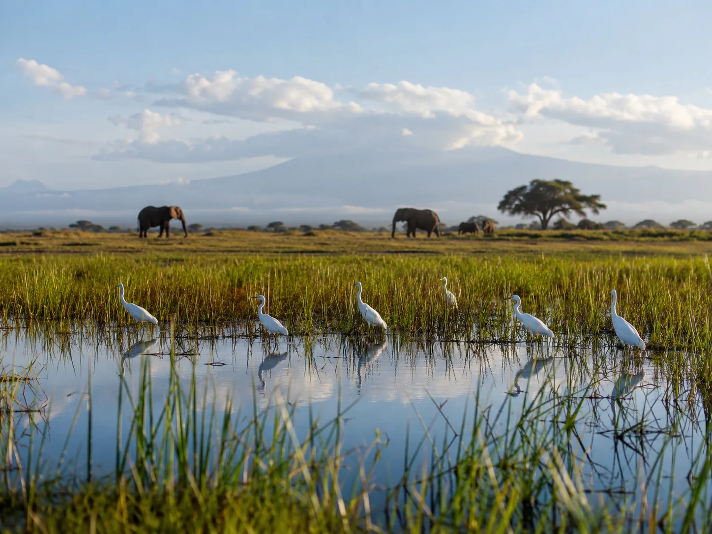 Amboseli wetland birdlife