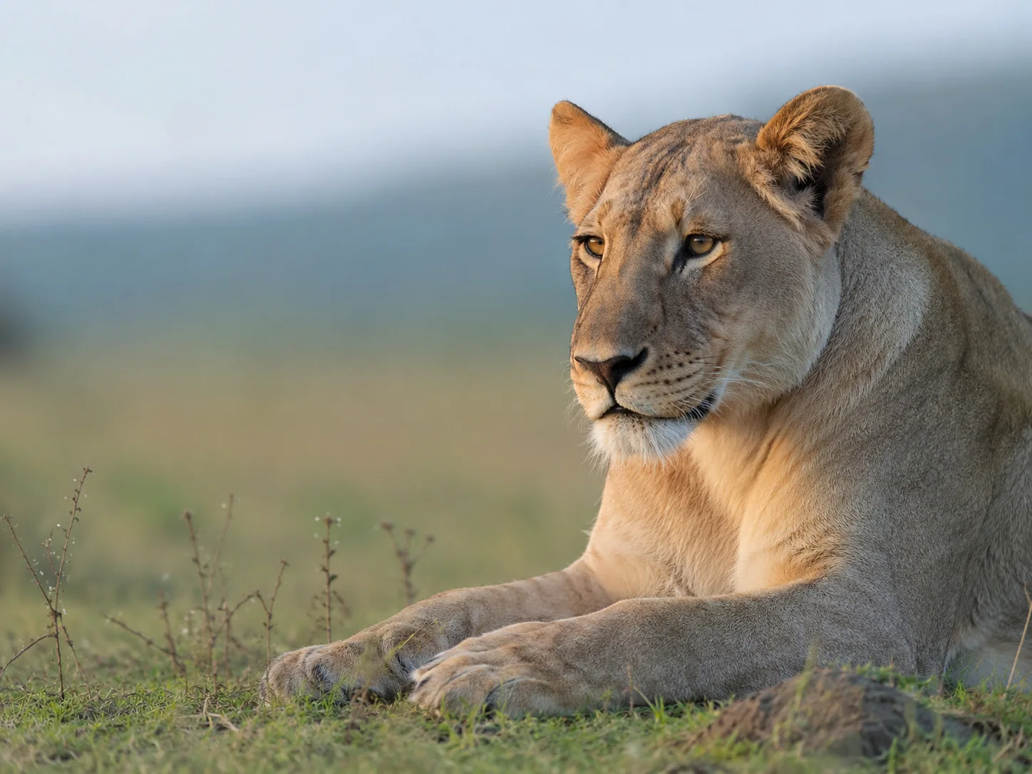 Lioness watching plains