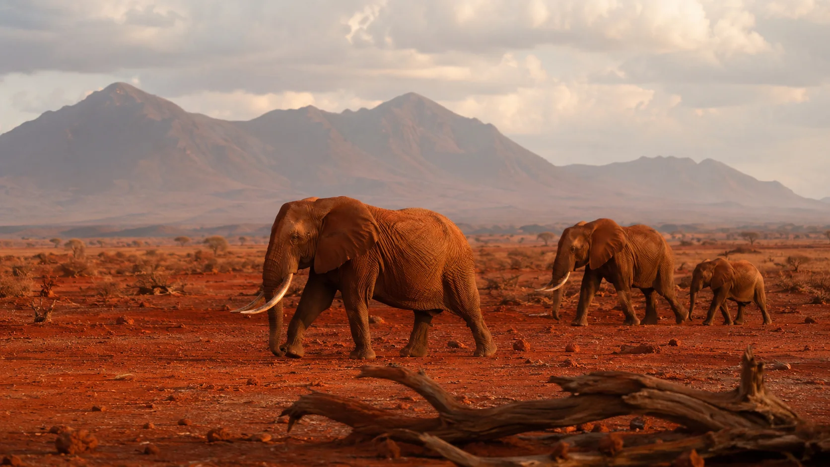 Tsavo red earth elephants