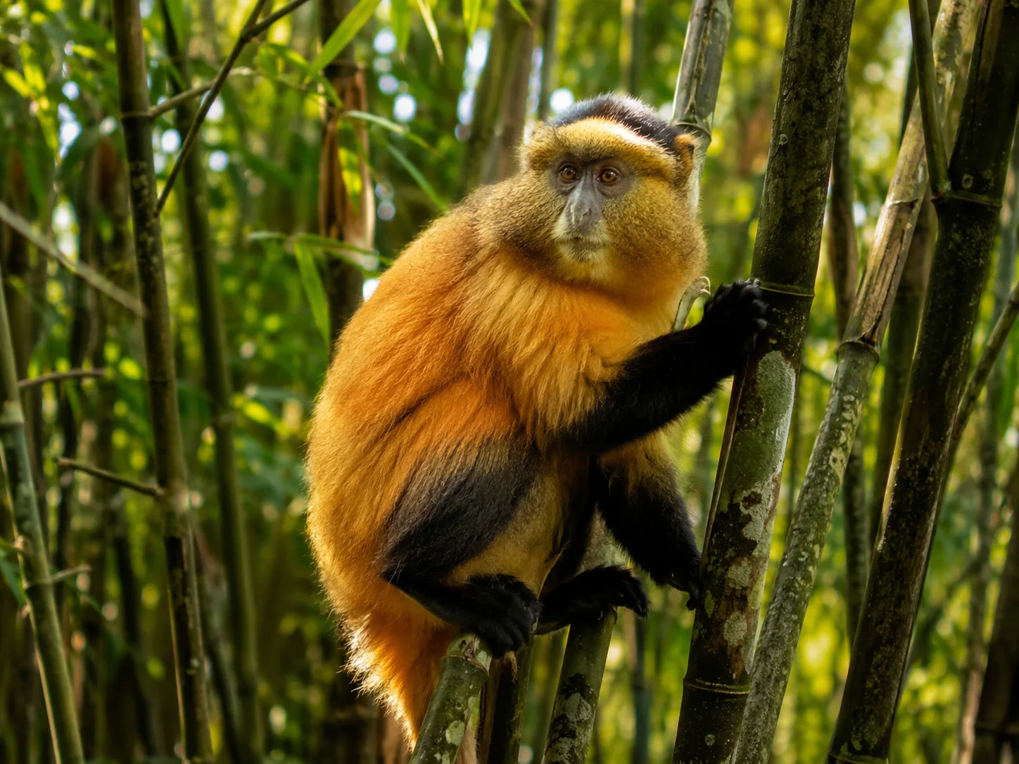 Golden monkey rwanda