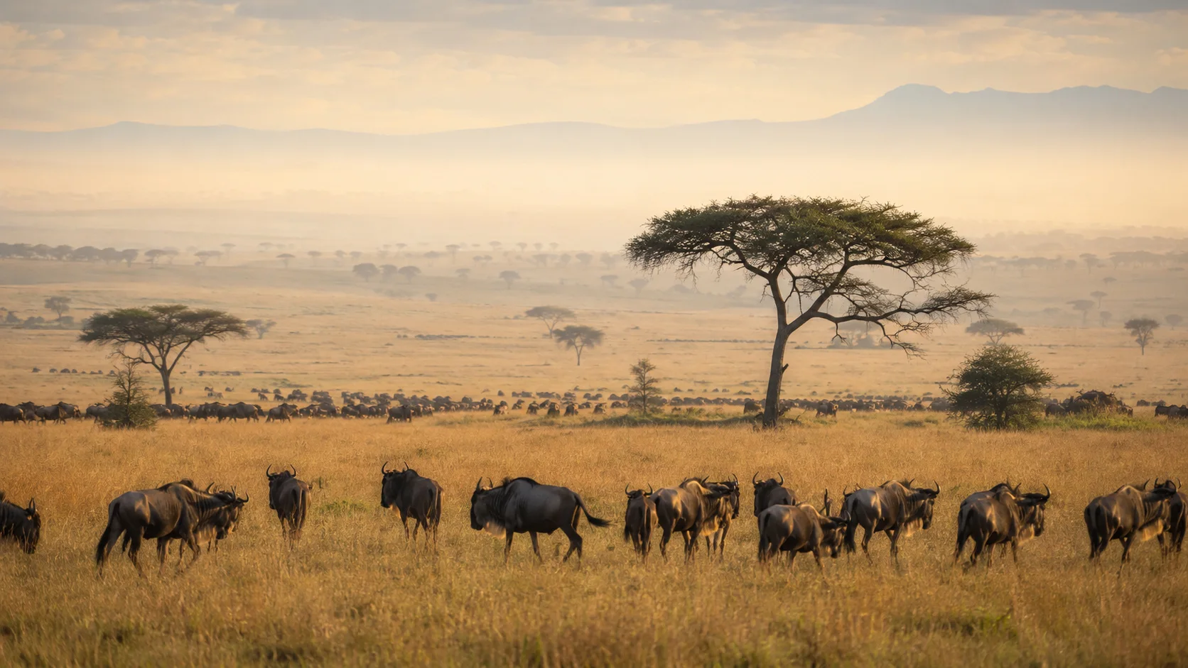 Serengeti endless plains