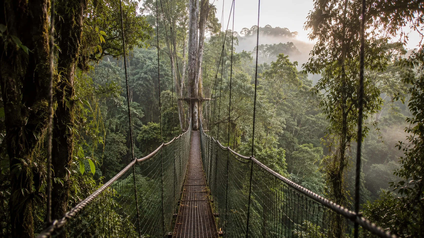 Nyungwe canopy walk mood