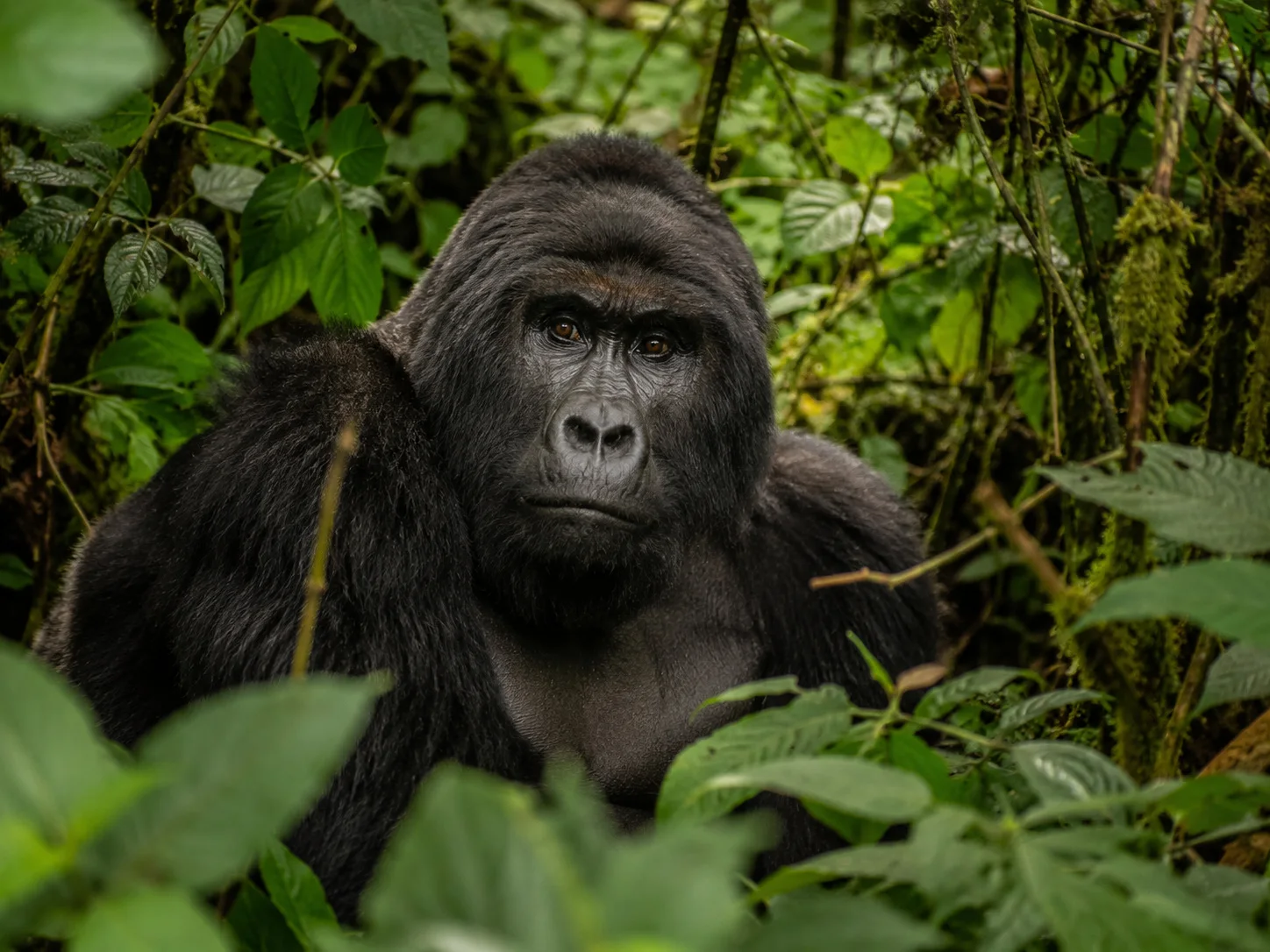 Rwanda gorilla portrait