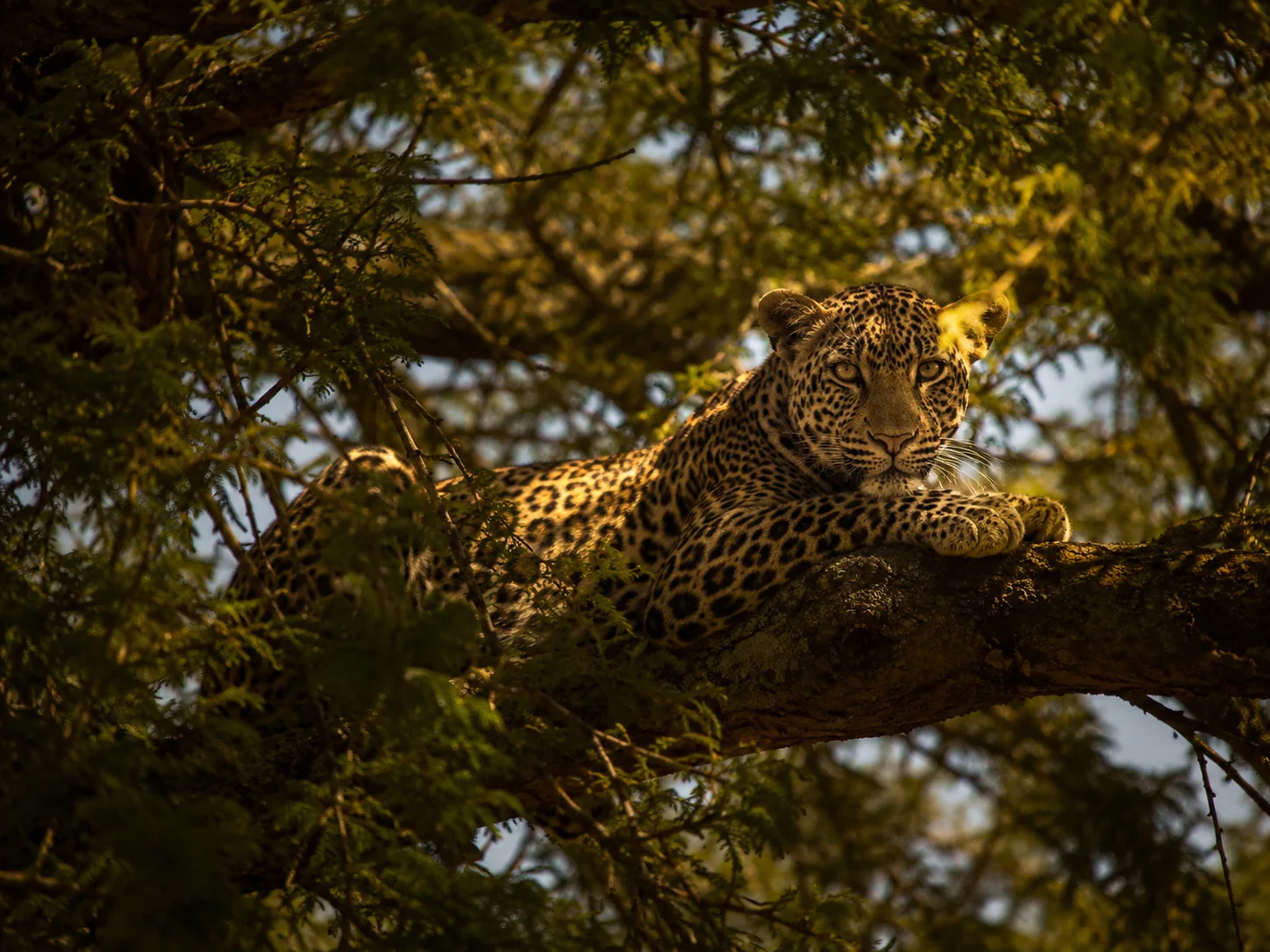 Leopard in acacia