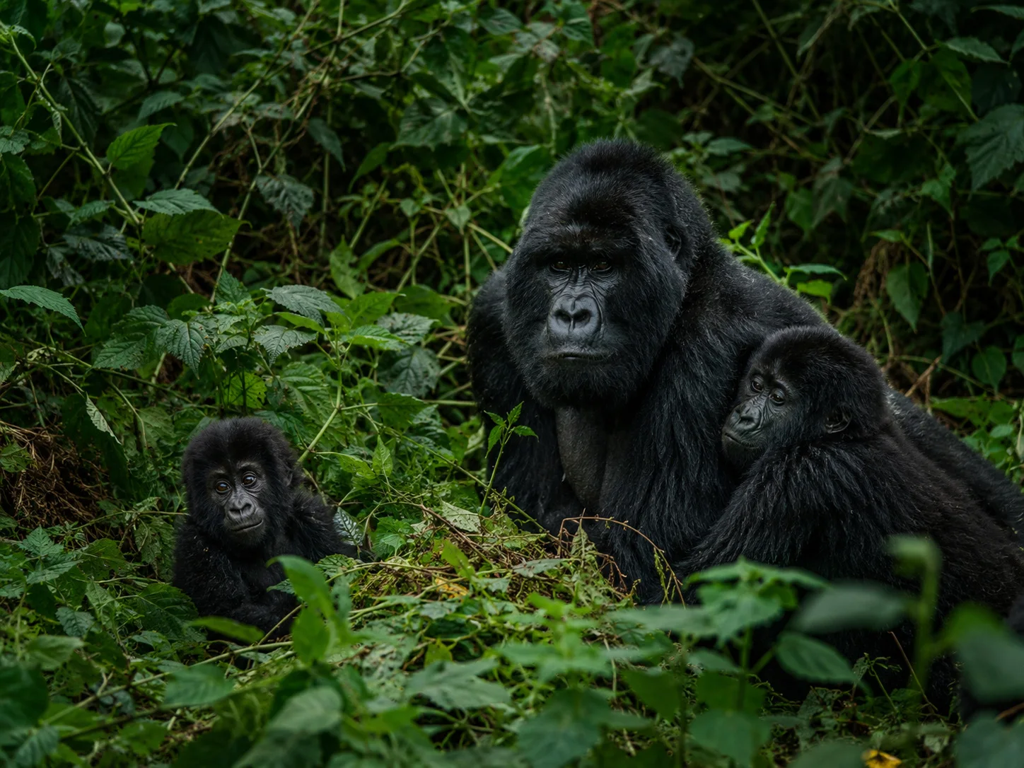 Gorilla family at safe distance