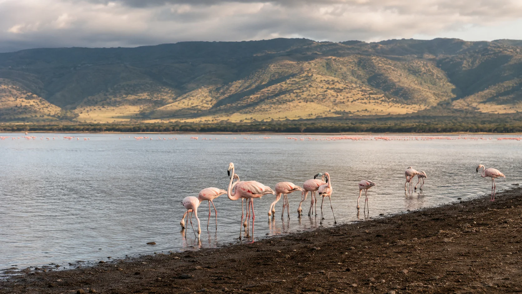 Lake nakuru flamingo shore