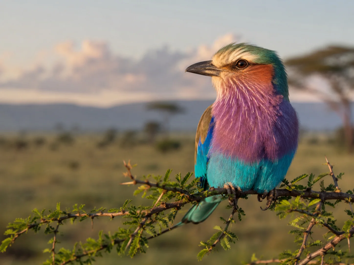 Kenya birding moment