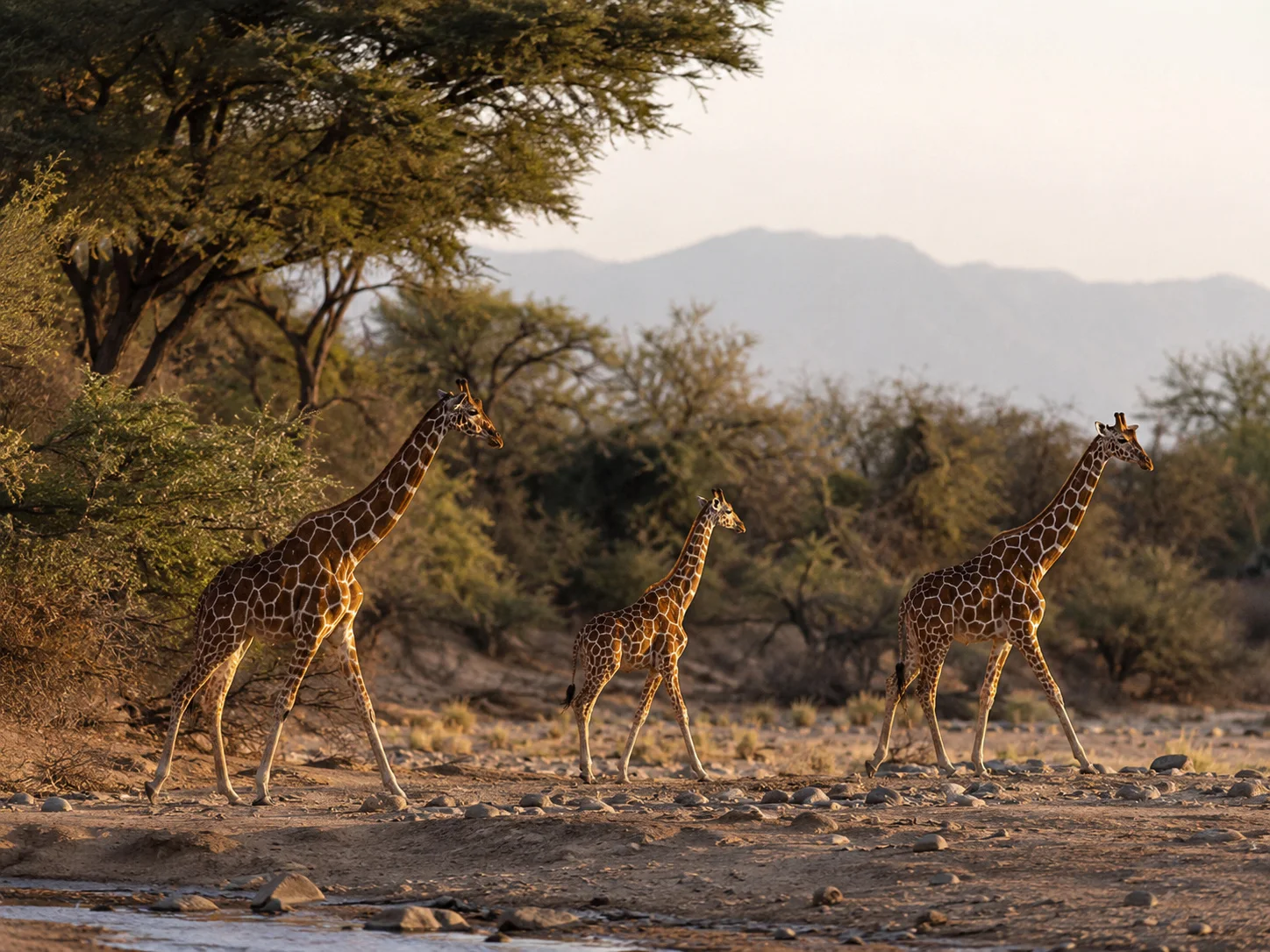Samburu reticulated giraffes