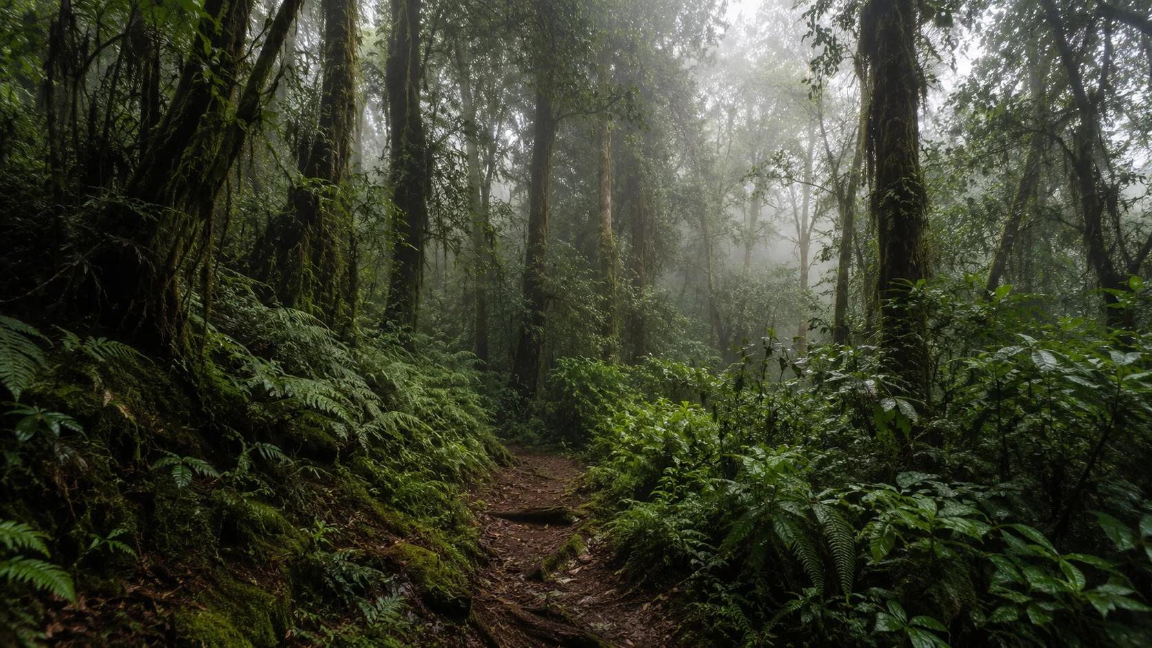 Bwindi misty trail