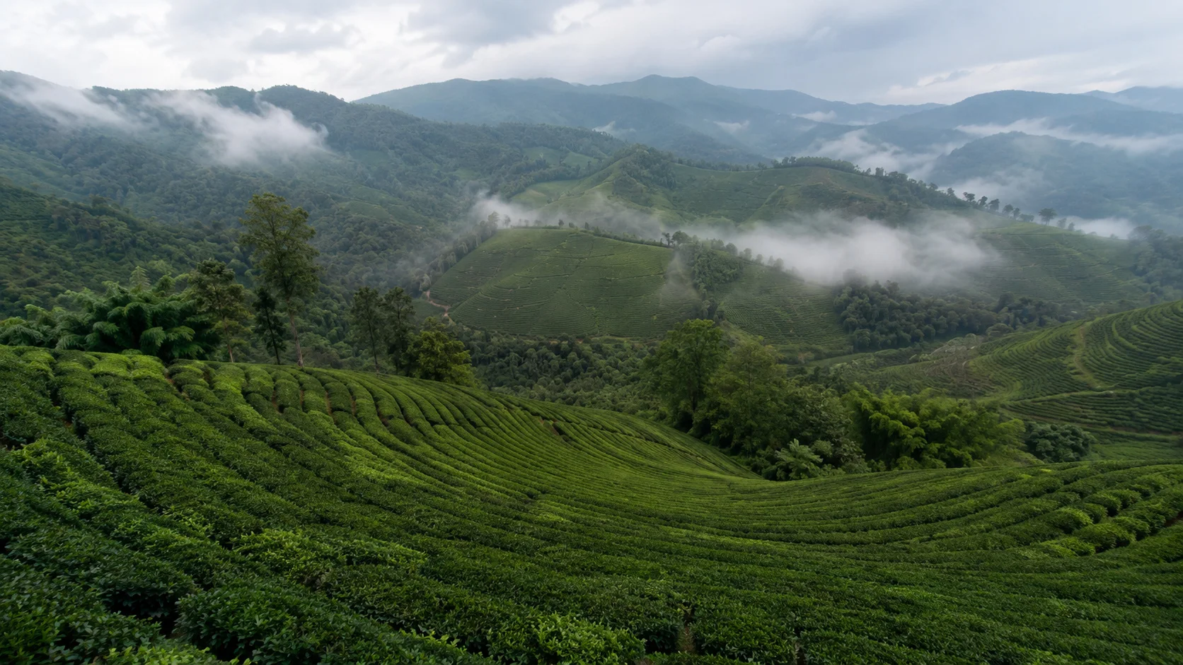 Nyungwe tea hills