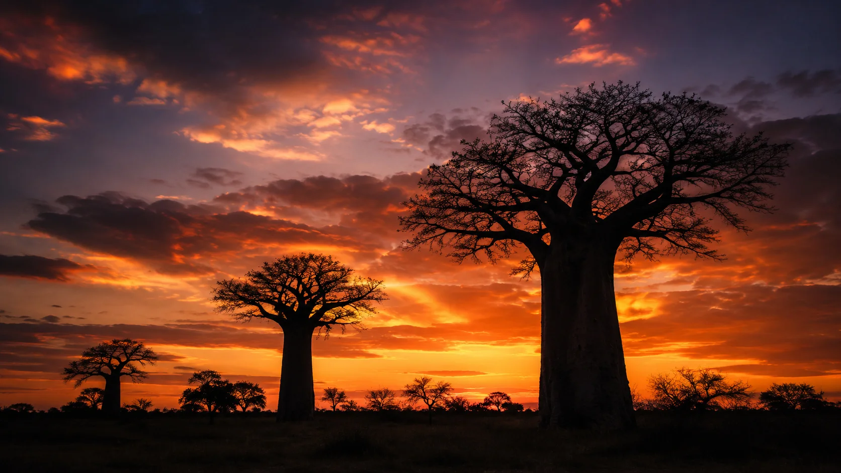 Baobab sunset silhouette