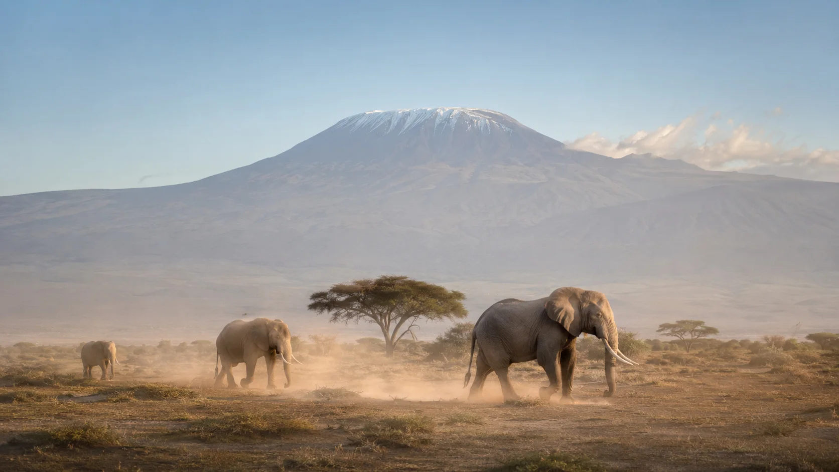 Amboseli elephant dust