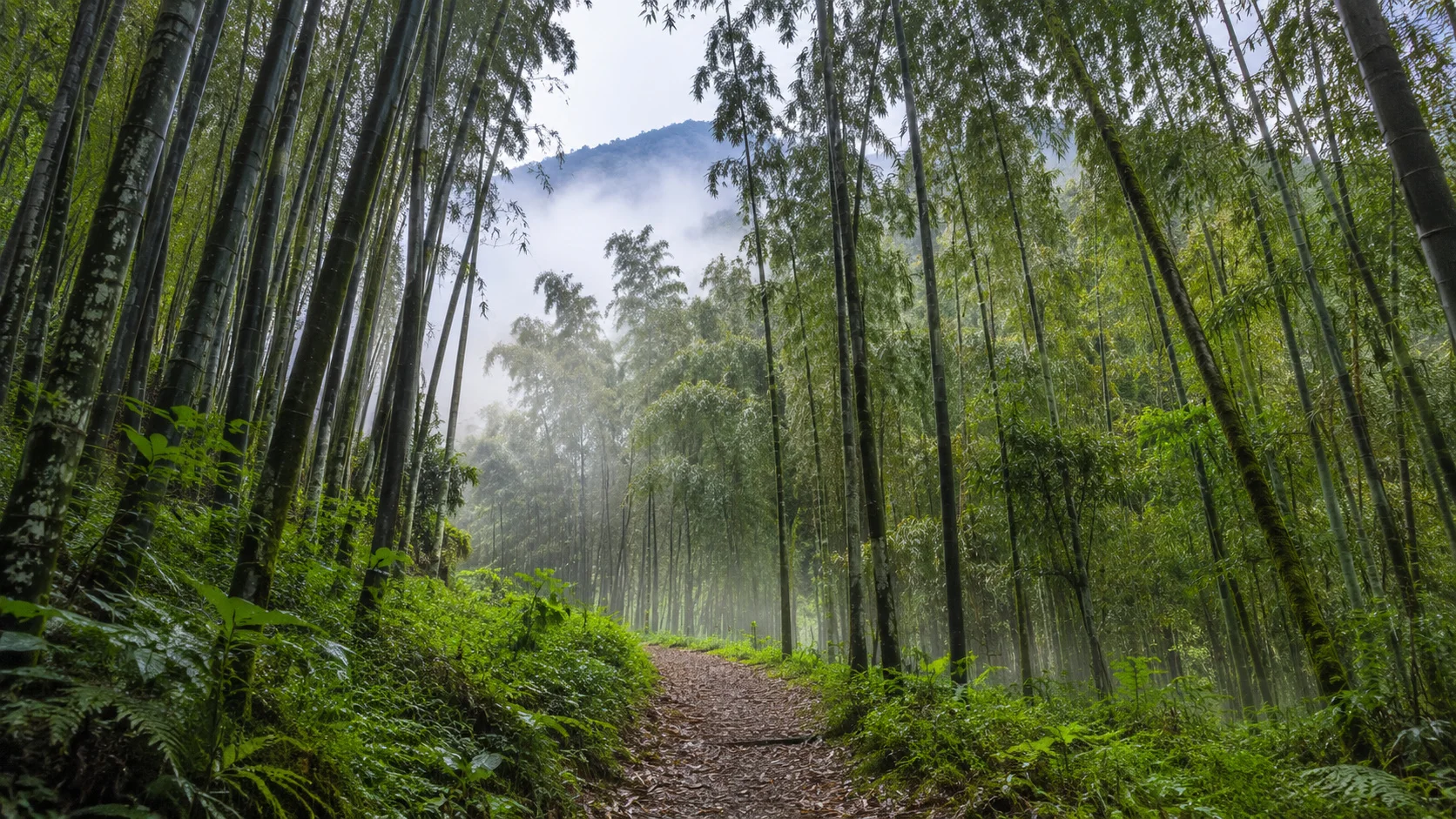 Volcanoes national park bamboo