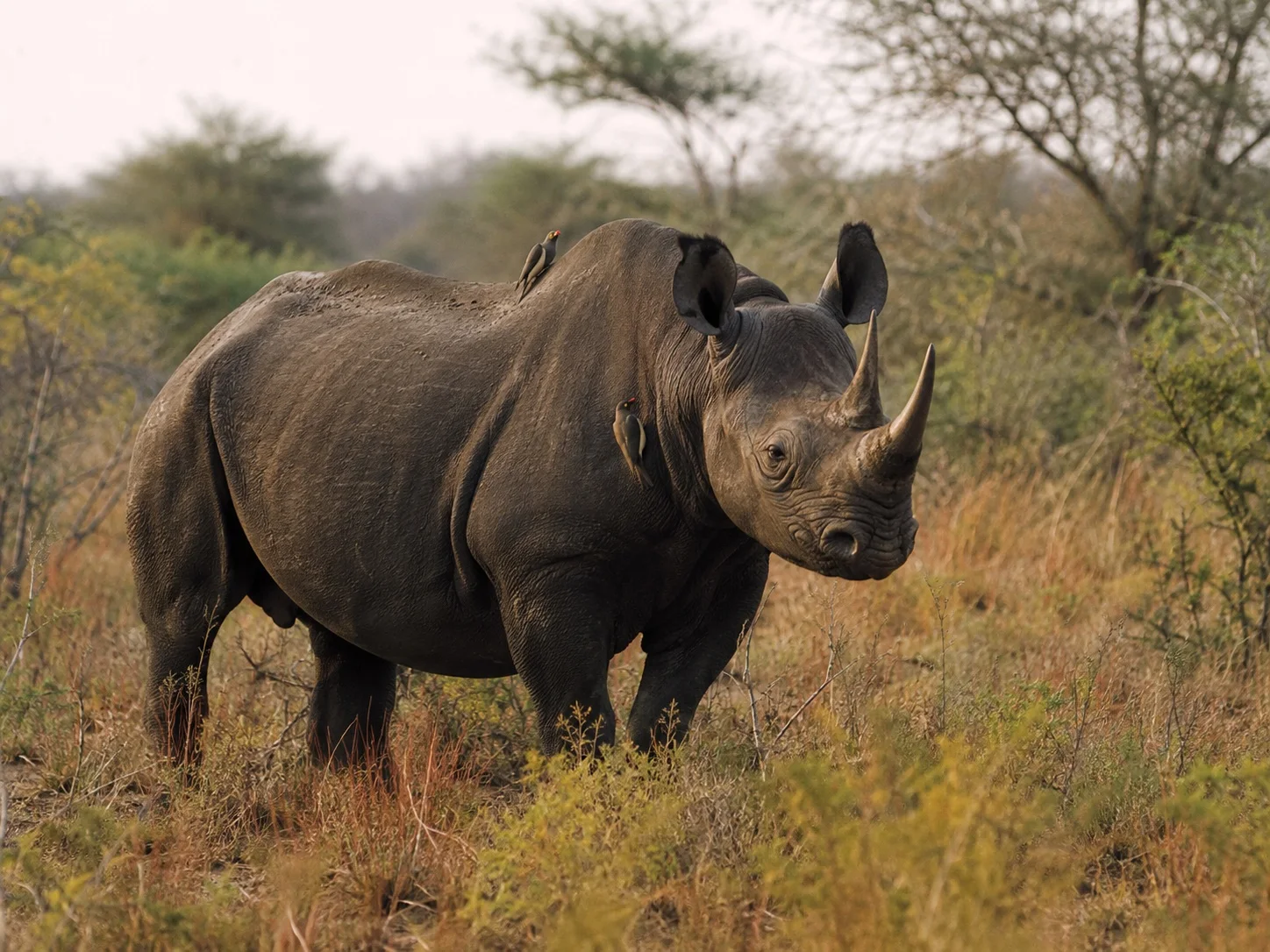 Black rhino in conservancy